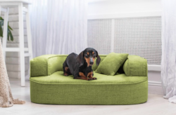 ortopedick pelech, sofa pre psa LOTTE velkost M zelen 1 - pohlad 1 - www.shopdog.sk