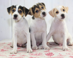 deka pre psy s ply�om Etoile 80x100cm 1 - pohlad 1 - www.shopdog.sk