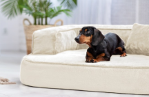 ortopedick sofa pre psa Sharleen krmov vekos M - pohlad 2 - www.shopdog.sk