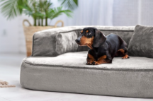 ortopedick sofa pre psa Sharleen vekos M siv