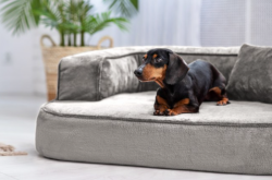 ortopedick sofa pre psa Sharleen vekos M siv - pohlad 1 - www.shopdog.sk