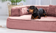 ortopedick sofa pre psa Sharleen ruov vekos M - pohlad 3 - www.shopdog.sk