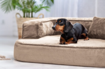 ortopedick sofa pre psa Sharleen bov vekos M - pohlad 3 - www.shopdog.sk