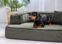 ortopedick sofa pre psa Sharleen olivov vekos M - pohlad 2 - www.shopdog.sk