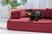 ortopedick sofa pre psa Sharleen bordov vekos M - pohlad 3 - www.shopdog.sk