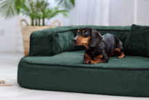ortopedick sofa pre psa Sharleen petrolejov vekos M - pohlad 2 - www.shopdog.sk