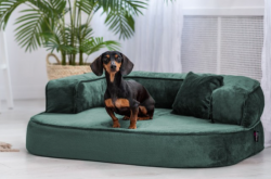 ortopedick� sofa pre psa Sharleen petrolejov� ve�kos� L - pohlad 1 - www.shopdog.sk