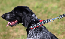 polstrovan� obojok pre psa �erven�-strieborn� 3 - pohlad 2 - www.shopdog.sk