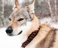 polstrovan� obojok pre psa �ierno-�erven� 7 - pohlad 2 - www.shopdog.sk