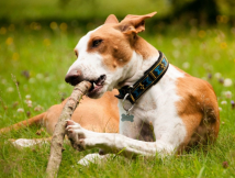 polstrovan� obojok pre psa modr�-�ierna 8 - pohlad 2 - www.shopdog.sk