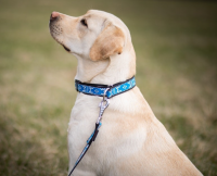 polos�ahovac� obojok Standard reflexn� 7 - pohlad 3 - www.shopdog.sk