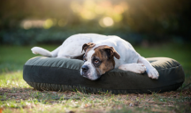 vank��, matrac na le�anie pre psov Luna Oxford 1 - pohlad 5 - www.shopdog.sk