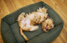 ortopedick� pelech pre psa Teddy Boucl� velkos� S 2 - pohlad 4 - www.shopdog.sk