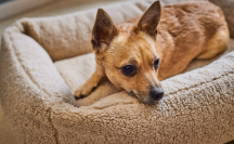 ortopedick� pelech Teddy Boucl� velkos� S 3 - pohlad 4 - www.shopdog.sk