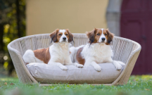 designov� postel pre psa Smooth 1 - pohlad 8 - www.shopdog.sk