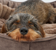 pelech pre mal� rasy Deluxe velkost S 3 - pohlad 4 - www.shopdog.sk