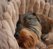 pelech pre mal� rasy Deluxe velkost M 4 - pohlad 2 - www.shopdog.sk