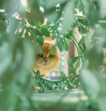 poste�, dom�ek, kuka� pre ma�ky Bush 1 - pohlad 4 - www.shopdog.sk